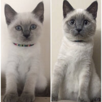 British Shorthair, Kedi  Sütlaç fotoğrafı