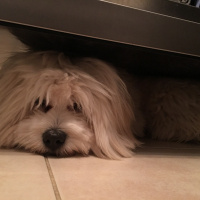 Maltese, Köpek  Sezar fotoğrafı