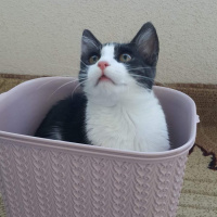 Tuxedo (Smokin) Kedi, Kedi  Minnoş fotoğrafı