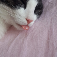 Tuxedo (Smokin) Kedi, Kedi  Minnoş fotoğrafı