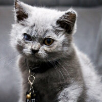 British Shorthair, Kedi  Pati fotoğrafı