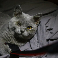 British Shorthair, Kedi  Pati fotoğrafı