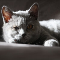 British Shorthair, Kedi  Pati fotoğrafı