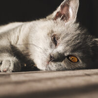 British Shorthair, Kedi  Pati fotoğrafı