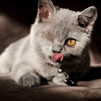 British Shorthair, Kedi  Pati fotoğrafı