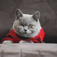 British Shorthair, Kedi  Pati fotoğrafı