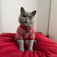 British Shorthair, Kedi  Pati fotoğrafı