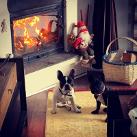 Fransız Bulldog, Köpek  Ena fotoğrafı