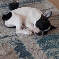 Fransız Bulldog, Köpek  Berry fotoğrafı
