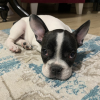 Fransız Bulldog, Köpek  Berry fotoğrafı