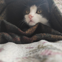 Tuxedo (Smokin) Kedi, Kedi  Çakıl fotoğrafı