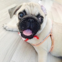 Pug, Köpek  Chivas fotoğrafı