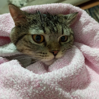 British Shorthair, Kedi  Zeus fotoğrafı