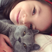 British Shorthair, Kedi  Ponçik fotoğrafı