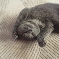 British Shorthair, Kedi  Ponçik fotoğrafı
