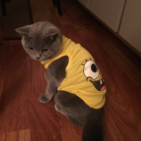 British Shorthair, Kedi  Ponçik fotoğrafı