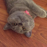 British Shorthair, Kedi  Ponçik fotoğrafı