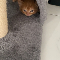 British Shorthair, Kedi  Badem fotoğrafı