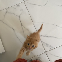 British Shorthair, Kedi  Badem fotoğrafı