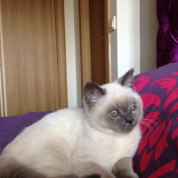 British Shorthair, Kedi  Simba fotoğrafı