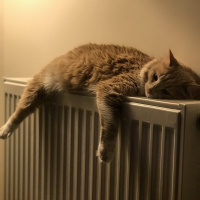 Norwegian Forest, Kedi  Smyrna fotoğrafı