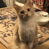 Norwegian Forest, Kedi  Smyrna fotoğrafı