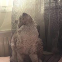 Norwegian Forest, Kedi  Smyrna fotoğrafı