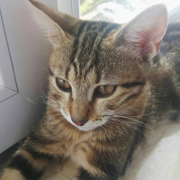Tekir Kedi, Kedi  Miya fotoğrafı