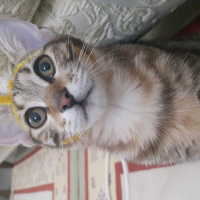 Tekir Kedi, Kedi  Miya fotoğrafı