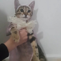 Tekir Kedi, Kedi  Miya fotoğrafı