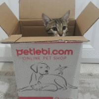Tekir Kedi, Kedi  Miya fotoğrafı