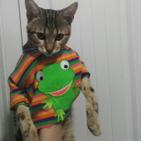 Tekir Kedi, Kedi  Miya fotoğrafı