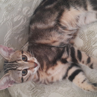 Tekir Kedi, Kedi  Miya fotoğrafı