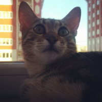 Tekir Kedi, Kedi  Miya fotoğrafı