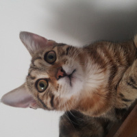 Tekir Kedi, Kedi  Miya fotoğrafı