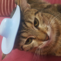 Tekir Kedi, Kedi  Miya fotoğrafı
