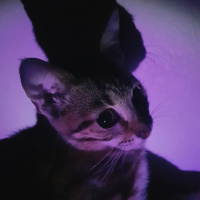 Tekir Kedi, Kedi  Miya fotoğrafı