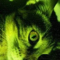 Tekir Kedi, Kedi  Miya fotoğrafı