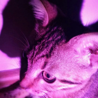 Tekir Kedi, Kedi  Miya fotoğrafı
