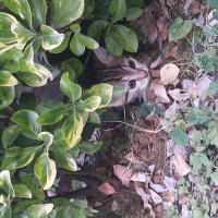 Tekir Kedi, Kedi  Miya fotoğrafı