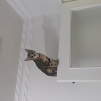 Tekir Kedi, Kedi  Miya fotoğrafı