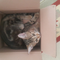 Tekir Kedi, Kedi  Miya fotoğrafı