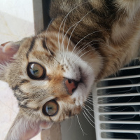 Tekir Kedi, Kedi  Miya fotoğrafı