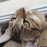Tekir Kedi, Kedi  Miya fotoğrafı