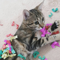 Tekir Kedi, Kedi  Miya fotoğrafı