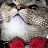 British Shorthair, Kedi  Ponçik fotoğrafı