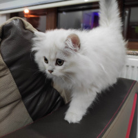 British Shorthair, Kedi  Shiroo fotoğrafı