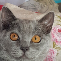 British Shorthair, Kedi  Gece fotoğrafı