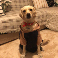 Labrador Retriever, Köpek  Oscar fotoğrafı