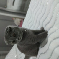 Scottish Fold, Kedi  Waffel fotoğrafı